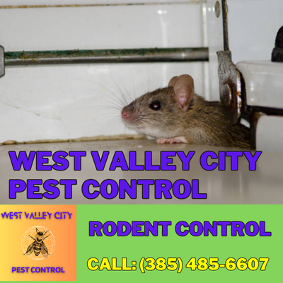 Rodent Control Services | West Valley City Pest Control – Safeguarding Your Property
