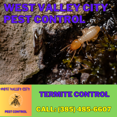 Termite Control Services | West Valley City Pest Control - Preserving Your Property